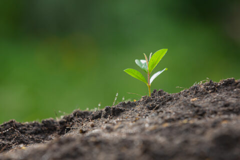 soil biodiversity